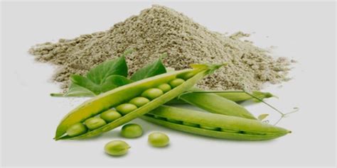 Powder Pisum Sativum Green Peas Extract At Rs 600kg In Hosur Id
