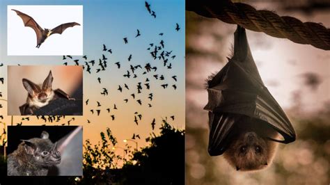 10 Facts About Bats 10 Facts About Almost Everything