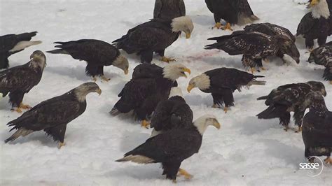 Only In Alaska Full Of Eagles In Winter Alaska Wildlife Eagles