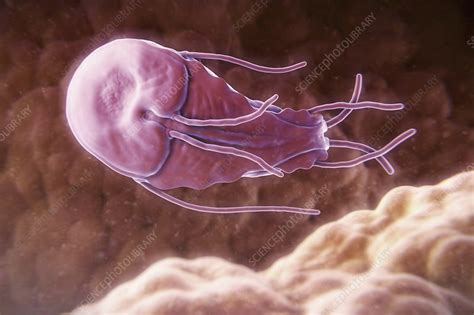 Giardia Lamblia Parasite Artwork Stock Image C Science