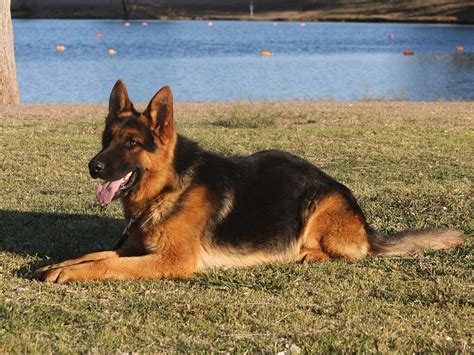 Black And Red German Shepherd Dog For Sale Zauberberg Kennels German