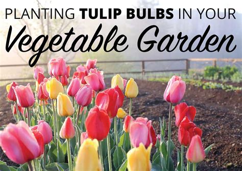 Planting Tulip Bulbs In Your Vegetable Garden Longfield Gardens