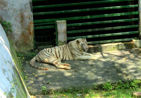 Hewan Terlangka2016 Kebun Binatang Malaysia Images