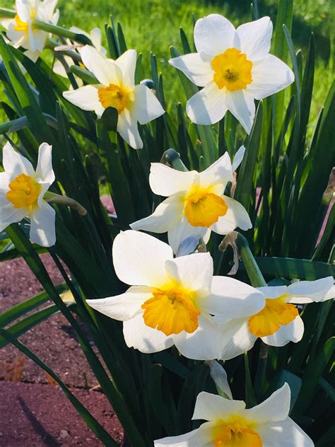 Daffodils In Bloom Easter 2019 Hobby Farms Daffodils Bloom