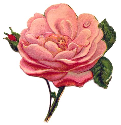 43 Pink Rose Images The Graphics Fairy