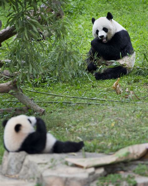 The Giant Panda Is No Longer Listed As An Endangered Species Panda
