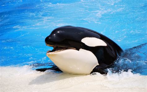 Orca Full Hd Wallpaper And Background Image 2560x1600 Id368622