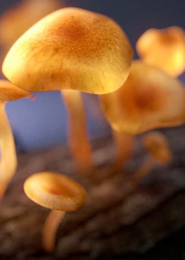 7 Mind Bending Facts About Magic Mushrooms Mushly