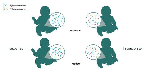 The Infant Gut Microbiome And Probiotics That Work