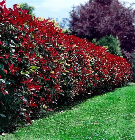 Photinia Red Robin Hedge Garden Hedges Fence Plants Front Yard