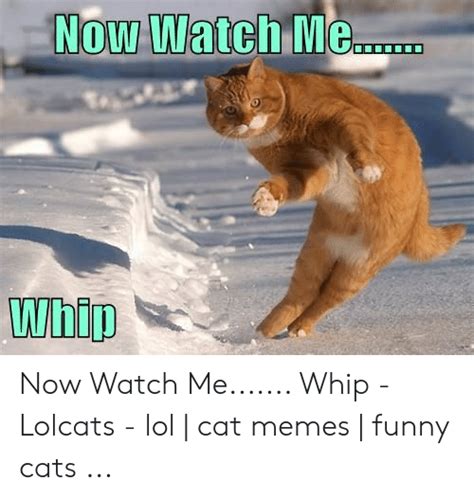 27 Lolcats Funny Cat Memes Factory Memes