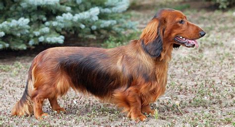 Best food for dachshund puppies good dry dog food for mini dachshunds adults the best dog food brands for dachshund puppies, adults & senior weiner dogs. Dachshund Names - 300 Ideas For Naming Your Wiener Dog