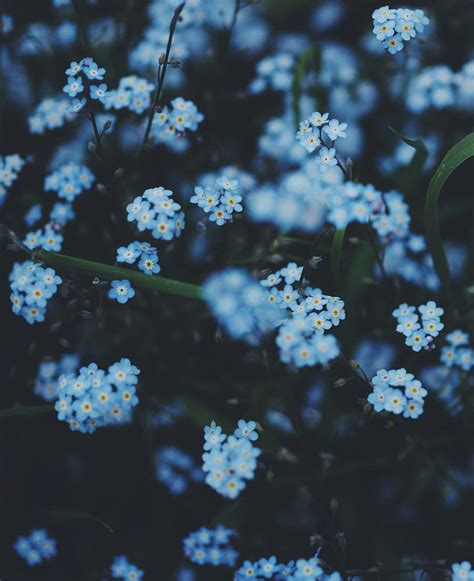 81 Aesthetic Flower Wallpaper Blue Davidbabtistechirot