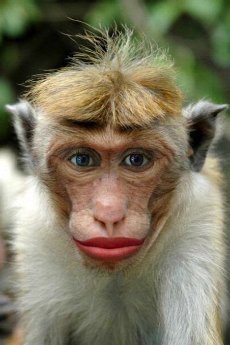 Mono Con Los Labios Pintados Imagenes De Animales Graciosos Videos Y