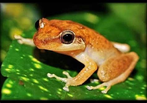 A Look At Puerto Ricos Coqui Frogs The Caribbean Islands National