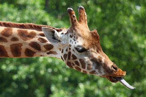 15 Awesome Animals With Long Tongues Pictures Wildlife Informer
