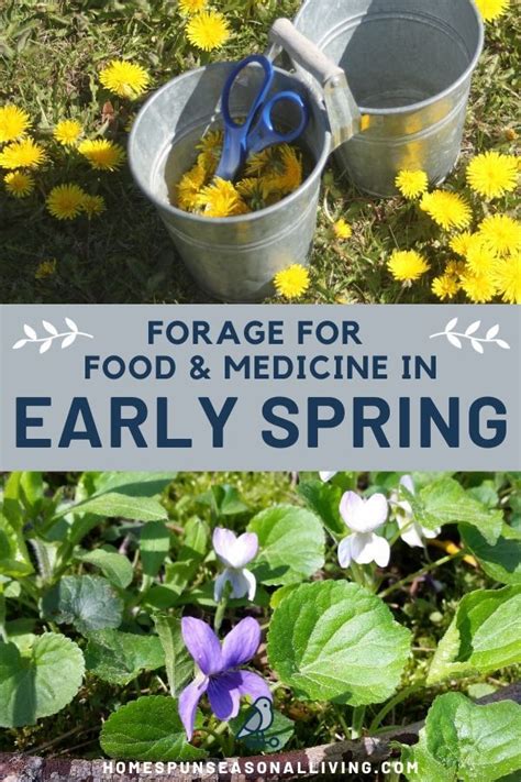 Early Spring Foraging Plants To Gather For Food And Medicine Foraging