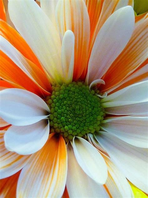 Tulips are some of the most stunning flowers imaginable. Orange Sherbet Daisy #Provestra #Skinception #coupon code ...