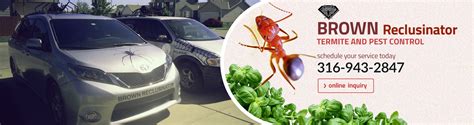 Best at pest nyc is available for your extermination needs like bed bugs, termite, roaches, mice, rat and etc. Brown Reclusinator - Brown Reclusinator