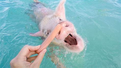 What Its Like To Swim With Pigs In The Bahamas La Jolla Mom