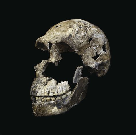 Homo naledi appears to have lived near the same time as early ancestors of modern humans. Nuevos y sorprendentes hallazgos relacionados con el 'Homo naledi'