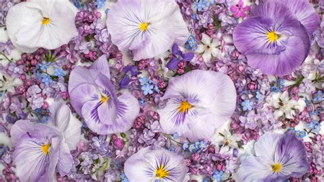 Flower 4k Ultra Hd Wallpaper Background Image 3840x2160 Id