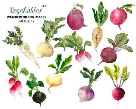 Root Vegetables Clip Art Watercolor Food Illustration Etsy