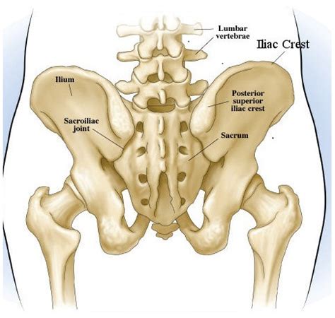 Iliac Crest Pain Anatomy Causes Symptoms Diagnosis Treatment HealthMD