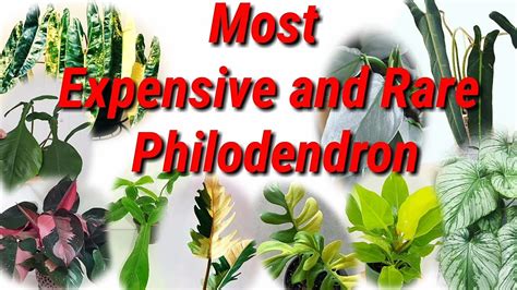 Most Expensive And Rare Philodendron Youtube