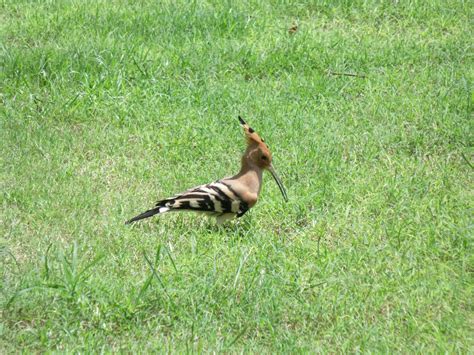 Hoopoe Free Stock Photo Public Domain Pictures