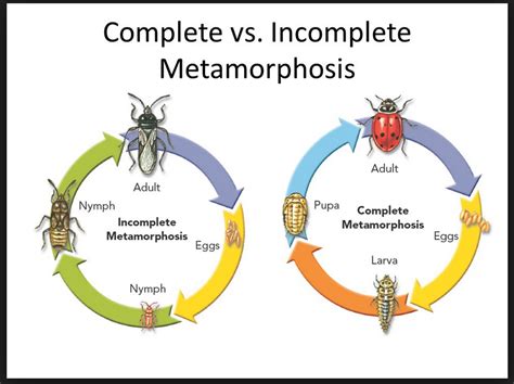 Complete Metamorphosis Bee