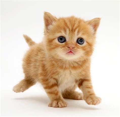 Pictures Of Tabby Cats And Kittens Cute Tabby Kitten Standing On