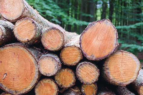Pile Of Wood In Forest Free Stock Image Barnimages