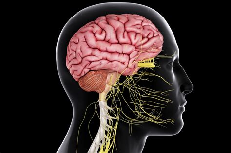 Human Central Nervous System Diagram The Central Nervous System