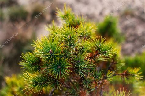 Desocus Pino Enano Siberiano Pinus Pumila Amarillo Seco O Enfermo