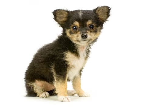 46 Free Chihuahua Puppy Wallpapers Wallpapersafari