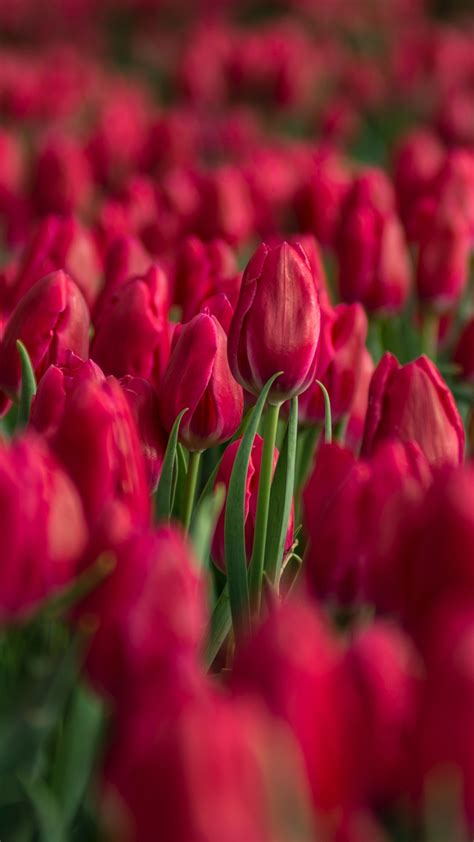 Red Tulips 4k Wallpaper Tulips Field Close Up Blossom Bloom Spring