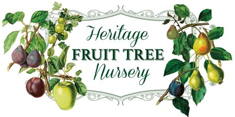 Maybe you would like to learn more about one of these? Buy Apple Trees Online - Heritage Fruit Tree Nursery