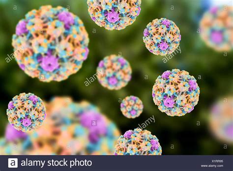 Virus Del Papiloma Fotos E Im Genes De Stock Alamy