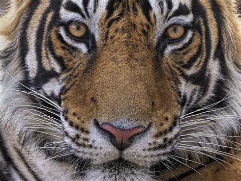 Bengal Tiger Male Stock Image C0518923 Science Photo Library