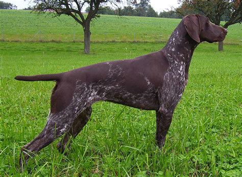 german shorthaired pointer  big dog breeds