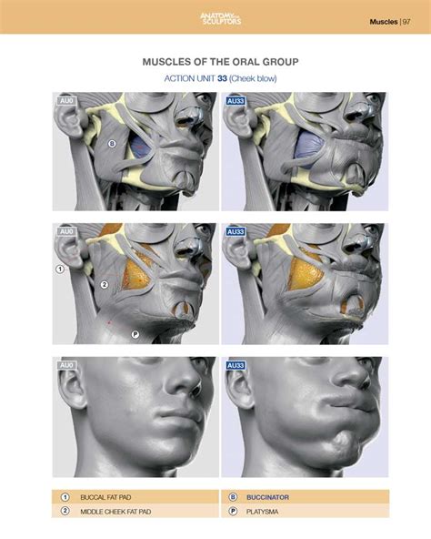 Anatomy Of Facial Expression By Anatomy For Sculptors