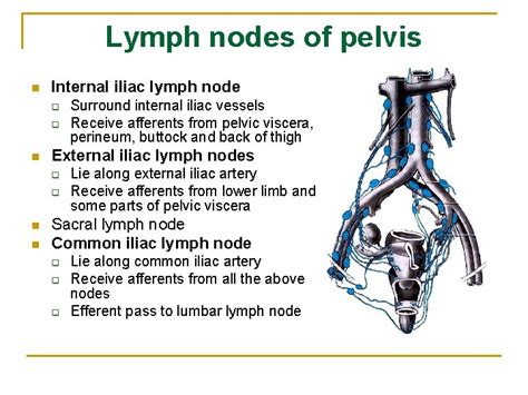 The Lymphatic System The Lymphatic System Heart Vein