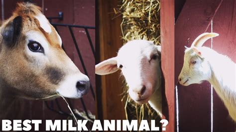 Nutritional value of goat milk vs cow milk. COW MILK vs GOAT MILK vs SHEEP MILK - Which is right for ...