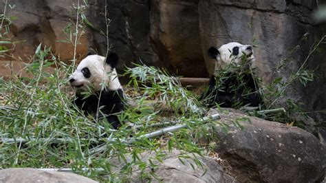 Panda Updates Monday October 28 Zoo Atlanta