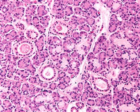 Submandibular Salivary Gland Histology