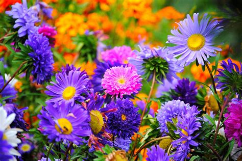 For bushier growth, pinch back the stems from late spring to the middle of summer. Most Popular Summer Garden Plants | ArticleCube