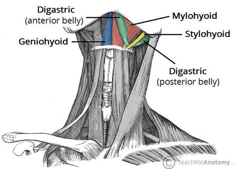 The posterior muscles of the neck are primarily concerned with head movements, like extension. Muscles of the Head and Neck Flashcards | Easy Notecards