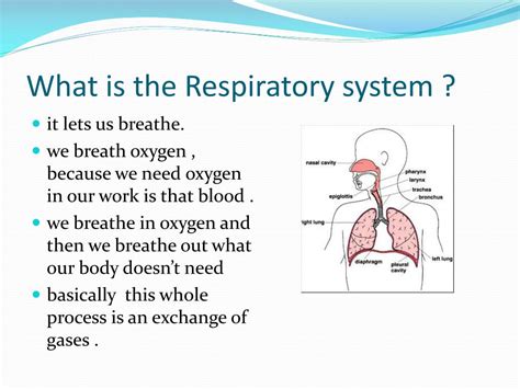 Powerpoint Presentation On Respiratory System