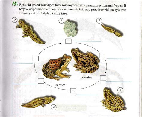 Rysunki przedstawiające fazy rozwojowe żaby oznaczono literami. Wpisz
